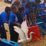 Chevron Speaks: Preserving and restoring natural ecosystems at Richmond Refinery The 164-acre Breuner Marsh – a coastal area just south of Point Pinole Regional Shoreline that is being restored to wetlands – just got some new residents.