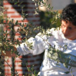 Richmond Trees requests community assistance with weekly watering Richmond Trees requests community assistance with weekly watering