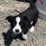 Herding puppies stolen from owner near Dotson Family Marsh