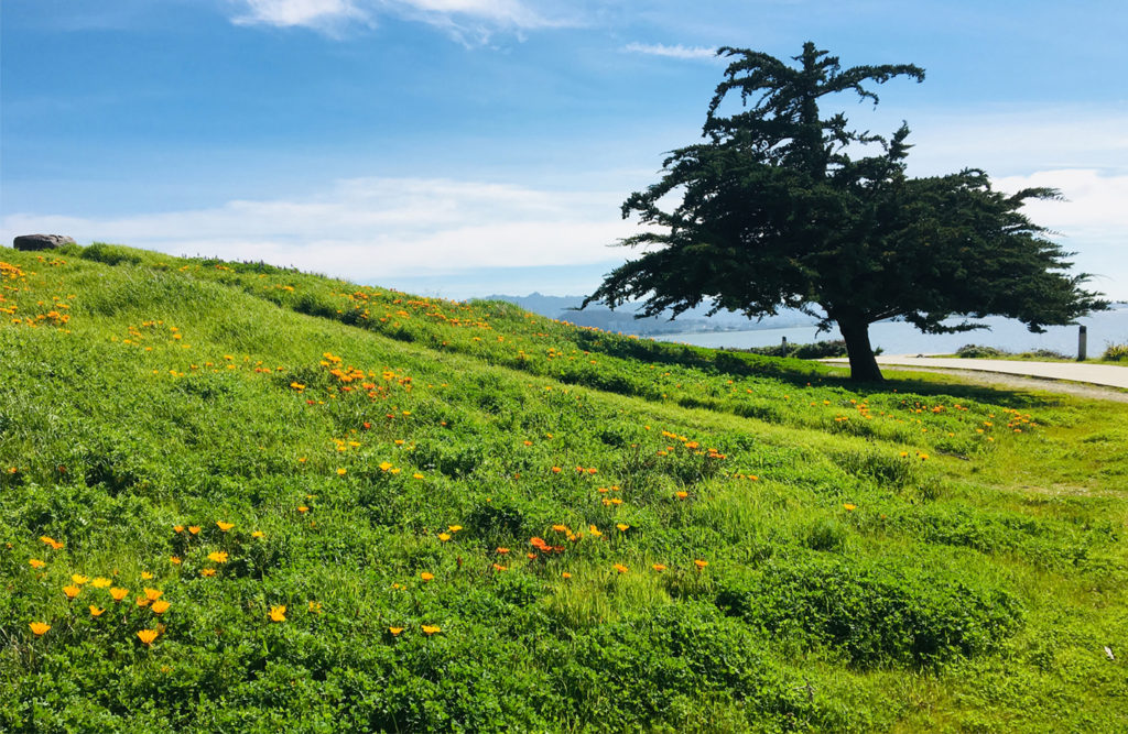 Proposed memorial bench at Richmond park to honor Judge Jeffrey Tauber