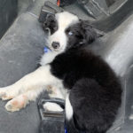 One stolen puppy found, the other still missing