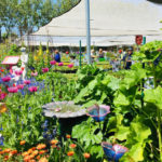 Annie’s Annuals & Perennials a safe, springtime escape Annie's Annuals to host 'Native Plant Extravaganza Day'