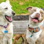 Fix Our Ferals appeals for supplies for furry friends amid pandemic Fix Our Ferals appeals for supplies for furry friends amid pandemic