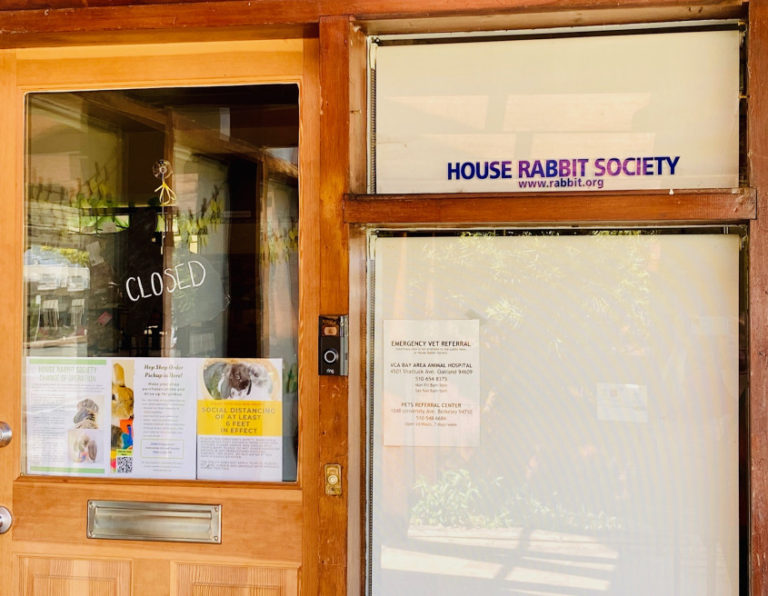Richmond's House Rabbit Society still hopping amid pandemic Richmond