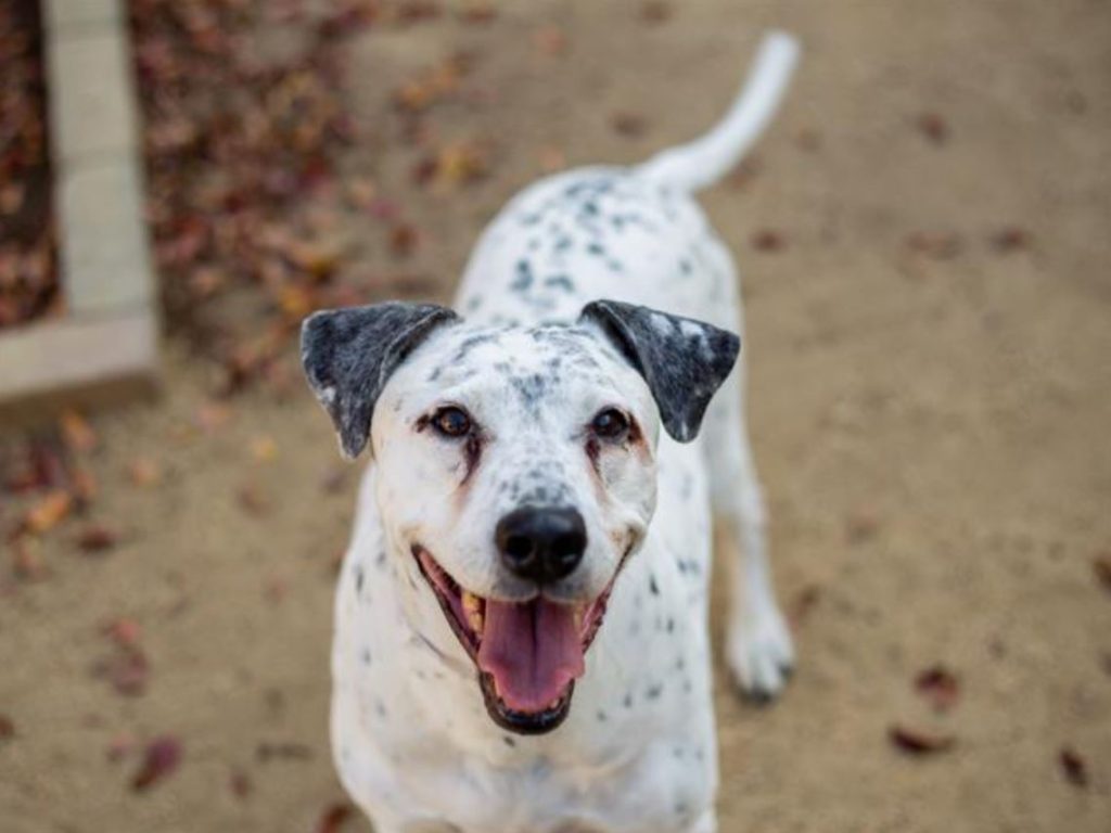 Empty the Shelters event makes pet adoptions purr-fectly affordable