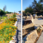San Pablo completes Wildcat Creek restoration and trail project Wildcat Creek Restoration and Greenway Trail project opens to public