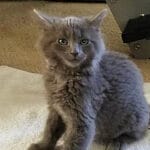 ‘Kitten and Cat Adoptathon’ set for Martinez shelter parking lot 'Kitten and Cat Adoptathon' set for Martinez shelter parking lot