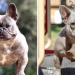French Bulldogs ‘Hazy’ and ‘Cookie’ stolen from yard of Pinole home The Pinole Police Department is seeking the public’s assistance after a resident’s two French Bulldogs were stolen. “Hazy” and “Cookie” were stolen from a side yard of a house in the 3000 block of Hermosa Drive between 5:30 p.m. and 8:30 p.m. on Tuesday, police said. Anyone with information about the dogs or the theft are asked to contact Officer Engle (510) 914-0543 or the dispatch center at (510) 724-1111.
