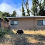 ‘Fairly chill’ pig on the loose rounded up in El Sobrante ‘Fairly chill’ pig on the loose rounded up in El Sobrante