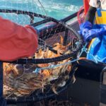 Bay Area Dungeness crab season to start Dec. 29 Bay Area crabbing season delayed to protect humpback whales, sea turtles