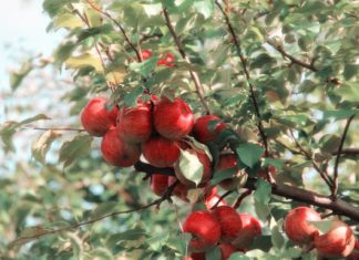 Urban Tilth to give away 450 fruit trees