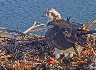 Ospreys return to Richmond shoreline, lay first egg of the season Ospreys return to Richmond shoreline, lay first egg of the season