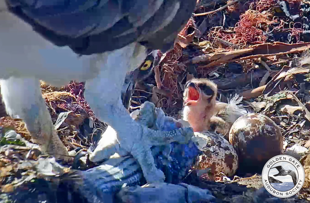 Beyond entertainment, though, the Osprey cam also contributes to science. Viewers are encouraged to call “Fish!” on the live chat, then the fish are identified and entered into a Fish Matrix, which is available for download. This year, the Fish Matrix data helped illustrate how an injury to one of Richmond’s talons may be the reason why he was only bringing an average of one fish per day—at a time when he averaged two to three fish in previous years. Teachers are encouraged to build STEM projects around the data, and lesson plans are also available via the website.