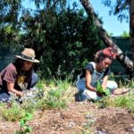 Urban Tilth to host ‘Volunteer Day/Tomato & Pepper Workshop’ Urban Tilth ‘Volunteer Day/Tomato & Pepper Workshop’ set for Saturday