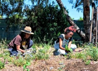Urban Tilth to host ‘Volunteer Day/Tomato & Pepper Workshop’ Urban Tilth ‘Volunteer Day/Tomato & Pepper Workshop’ set for Saturday