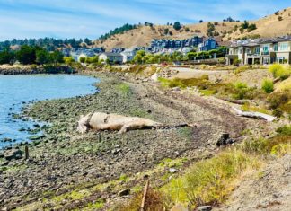 Deceased whale’s odor impacts Richmond residents Deceased whale disrupts Richmond residents with foul odor