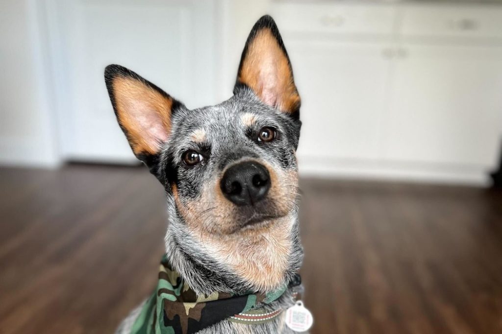 PetHub takes Contra Costa pet IDs next level with digital tags