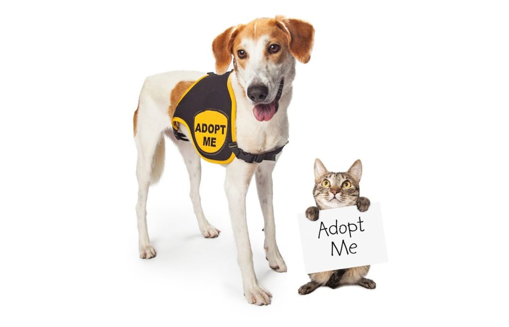 Contra Costa Animal Services offering free adoptions through Oct. 31