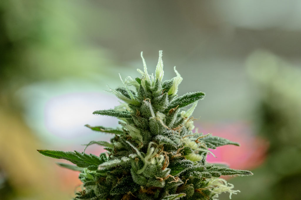 Richmond considers allowing more cannabis retailers