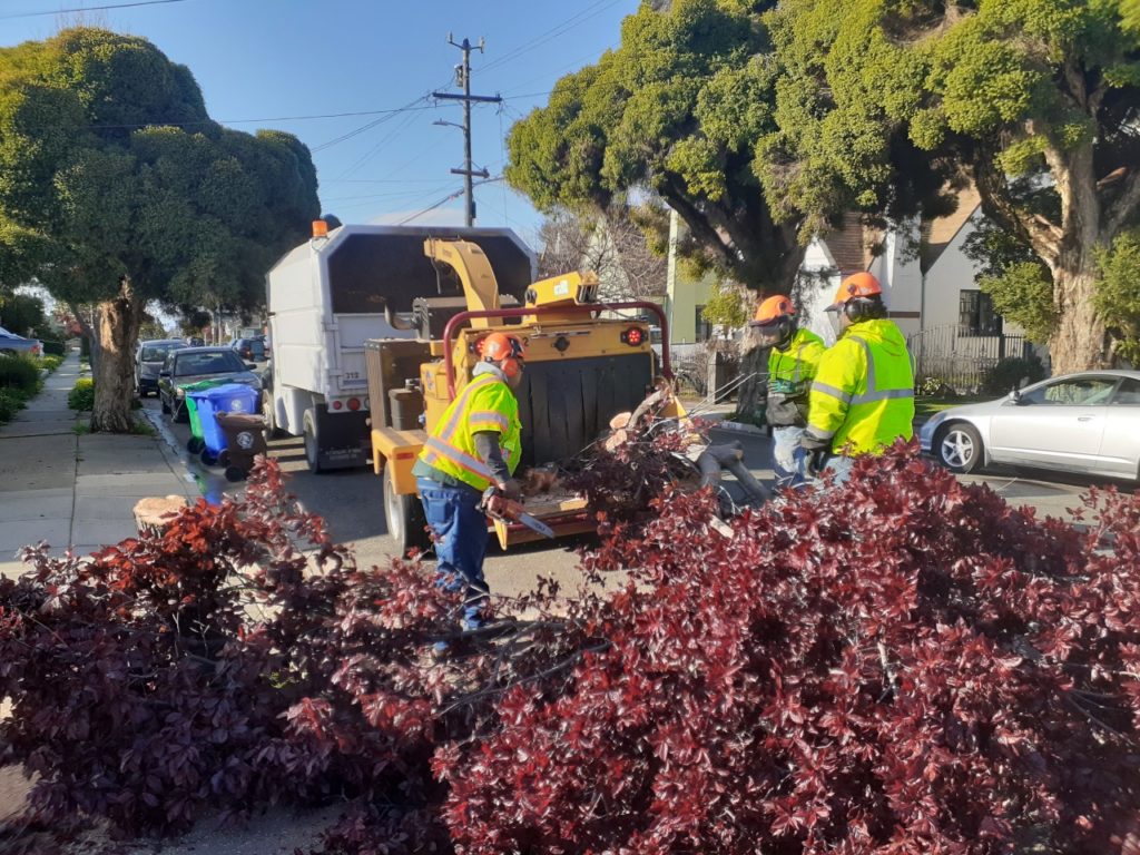 Small Richmond tree crew tackles mighty feat amid storm