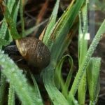 ‘The Beautiful and the Ugly Side of Pinole Creek’ 'The Beautiful and the Ugly Side of Pinole Creek'