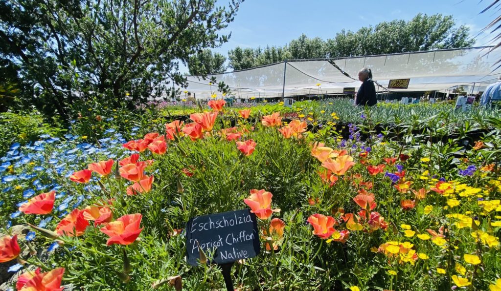 Annie’s ‘Mother’s Day Weekend’ poised to bloom