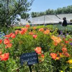 Annie’s ‘Mother’s Day Weekend’ poised to bloom Annie’s ‘Mother’s Day Weekend’ poised to bloom