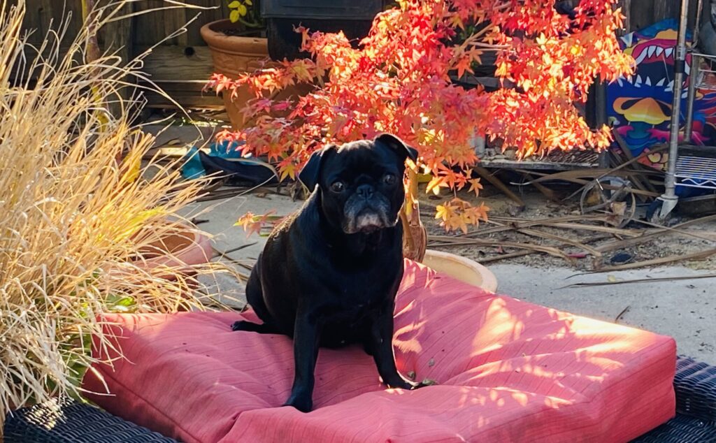 Lulu pugjacks 'Fave Things' column