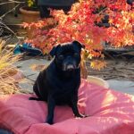 Lulu pugjacks ‘Fave Things’ column Lulu pugjacks 'Fave Things' column