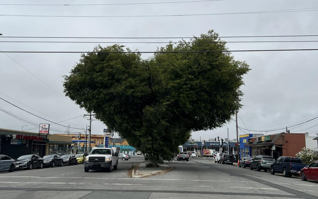 A lovely tree in Richmond
