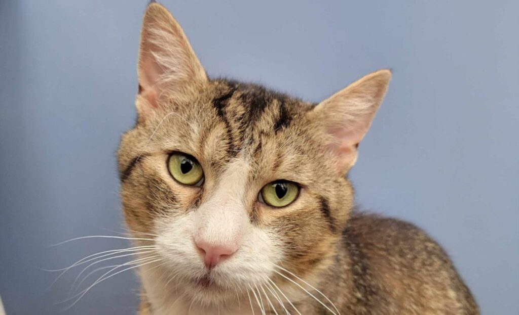 CCAS continues free adoptions through August