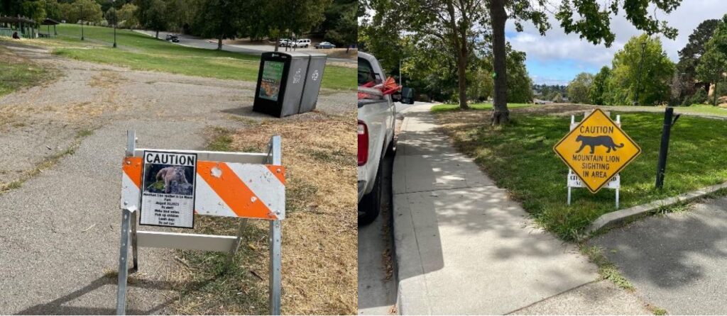 Mountain lion sighting reported at Richmond park