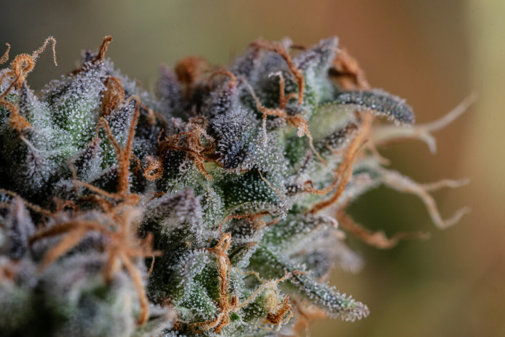 Richmond can accommodate 3-5 more retail cannabis businesses: city analysis