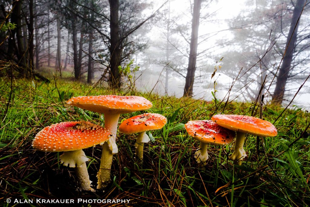 A Few of My Favorite Things: Mushroom Season