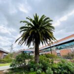 Middle College High School named California Distinguished School Middle College High named 2024 California Distinguished School