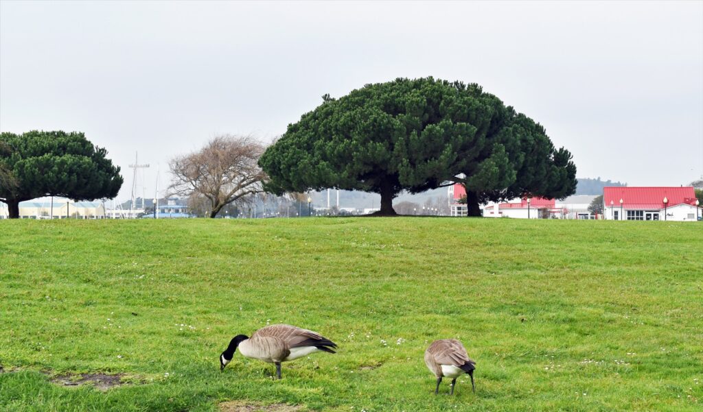 City announces spring opening for Marina Bay farmers' market