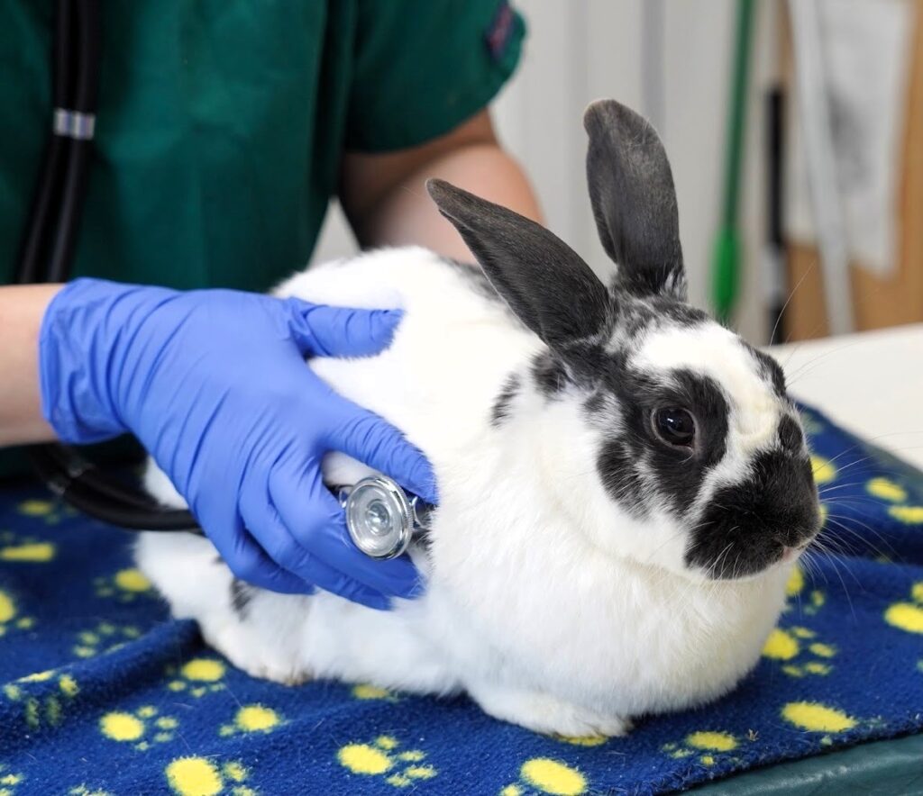 Richmond nonprofit serves as worldwide resource on house rabbits ...