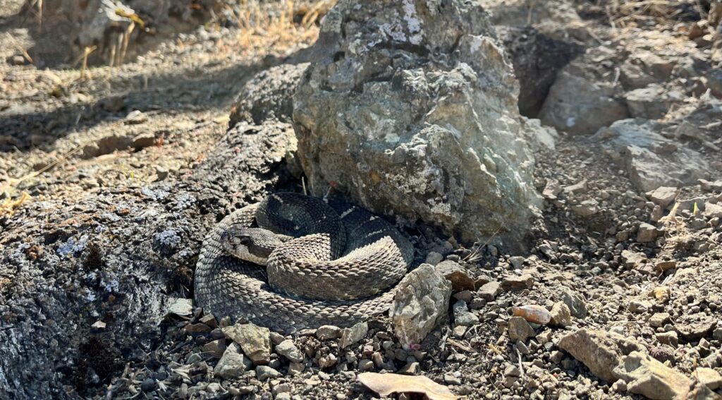 East Bay Regional Park District issues rattlesnake advisory
