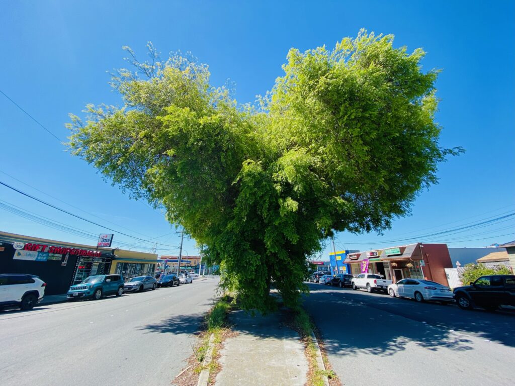 No trimming here: Richmond tree is naturally heart-shaped