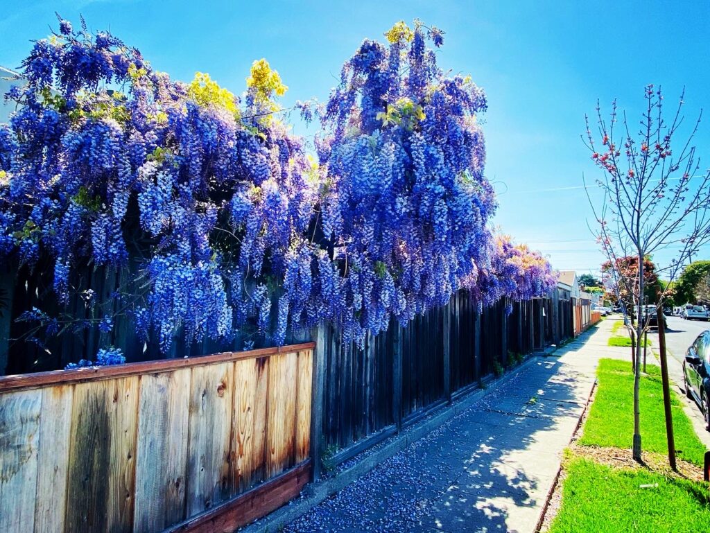Wisteria and art blossom at 24th and McBryde
