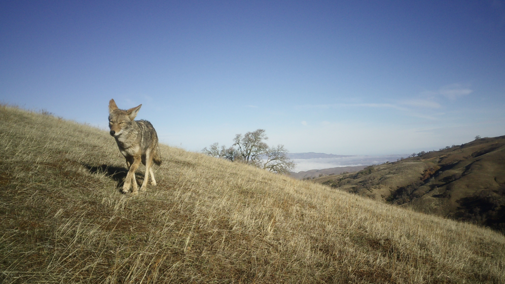 East Bay Regional Park District releases coyote advisory