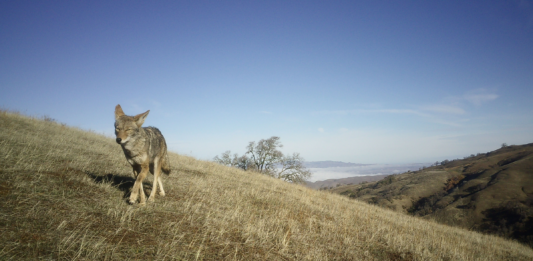 East Bay Regional Park District releases coyote advisory