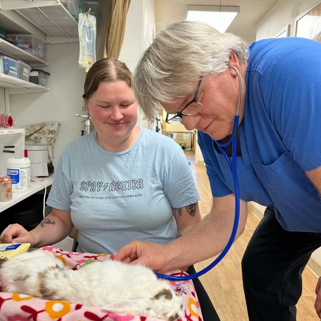House Rabbit Society hits record number of spays in a day