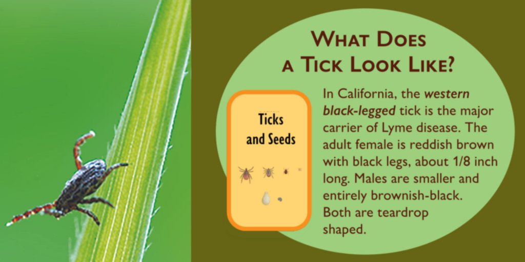 Tick season prompts advisory
