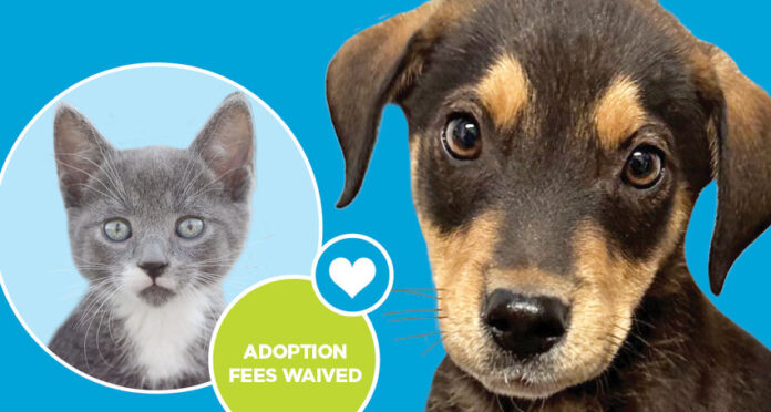 CCAS offering free adoptions in July