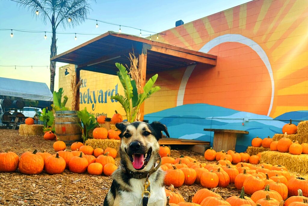 Fall bounty brewing at The Backyard’s ‘Harvest Festival’