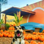 Fall bounty brewing at The Backyard’s ‘Harvest Festival’ Fall bounty brewing at The Backyard’s ‘Harvest Festival’