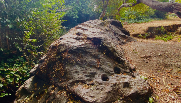 A Few of My Favorite Things: The ‘acorn boulder’ at Mira Vista Park