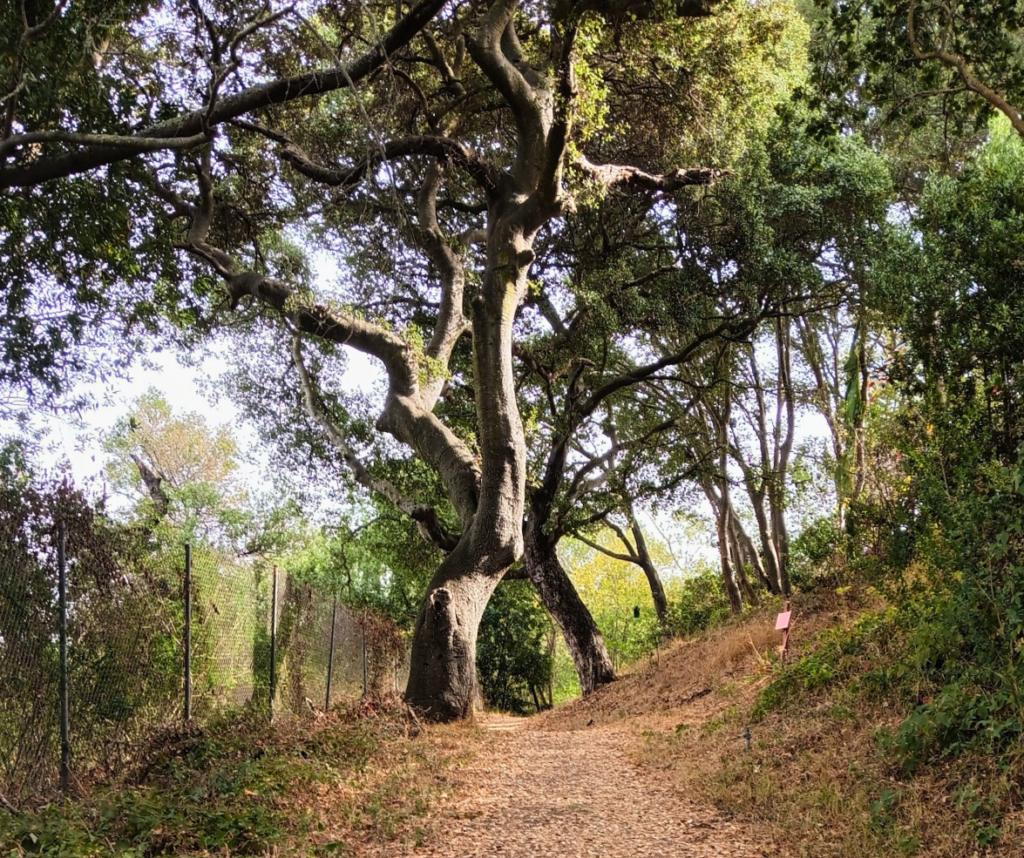 Buddhist meditation trail a mindful way to start the day
