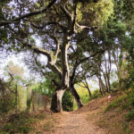 Buddhist meditation trail a mindful way to start the day Buddhist meditation trail a mindful way to start the day